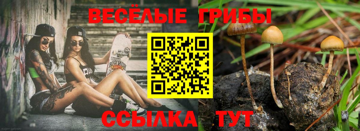Псилоцибиновые грибы GOLDEN TEACHER  Галлюциногенные грибы мухоморы  Вход с VPN  Дагестанские Огни 
